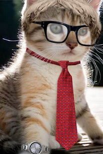How to get Cats Wallpapers lastet apk for bluestacks