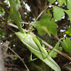 Great green bush-cricket