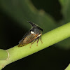 Thorn Mimic Treehopper