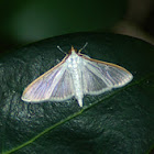 Four-spotted Palpita