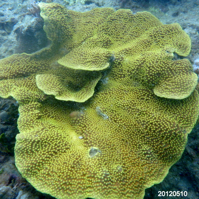 Scroll coral
