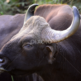 Gaur by Nimit Virdi - Animals Other Mammals