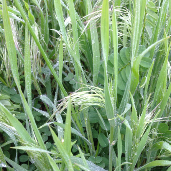 Downy Brome Grass Project Noah