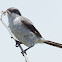 Loggerhead Shrike