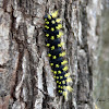 Saturnid Moth caterpillar