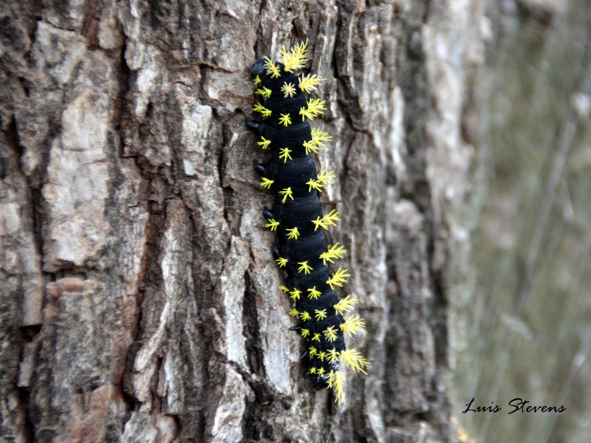 Saturnid Moth caterpillar