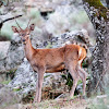 Young European Red Deer; Ciervo Común