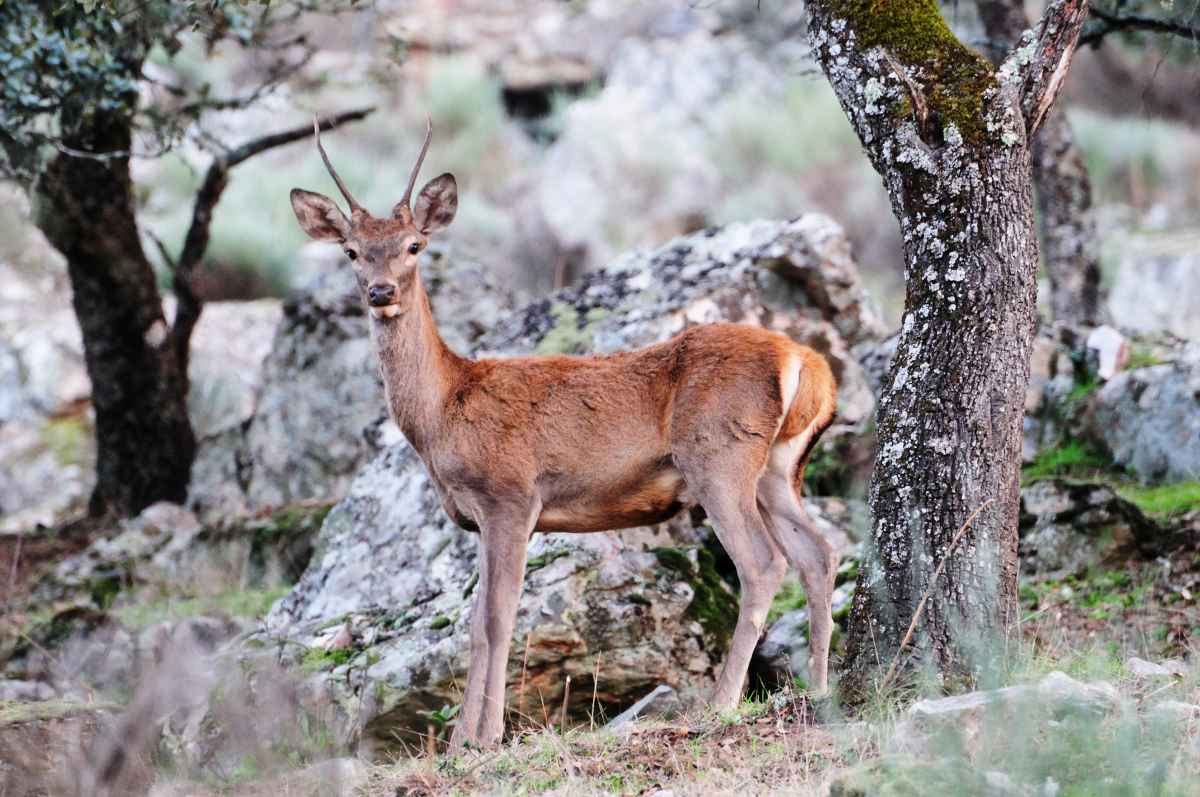 Young European Red Deer; Ciervo Común