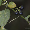 garden nightshade, hound's berry, petty morel, wonder berry, small-fruited black nightshade or popolo