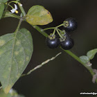 garden nightshade, hound's berry, petty morel, wonder berry, small-fruited black nightshade or popolo