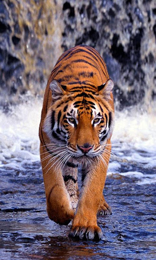 【免費攝影App】Tiger Live Wallpaper-APP點子