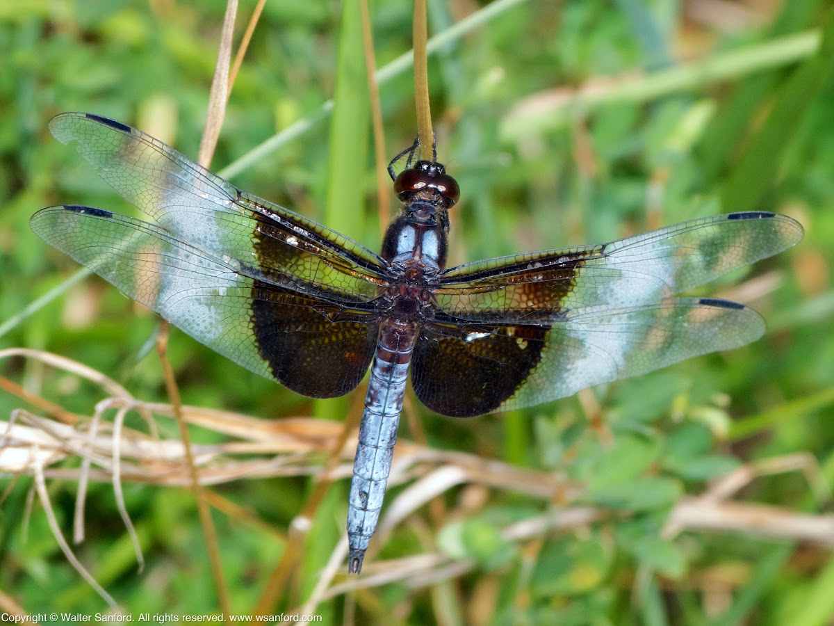 Widow Skimmer dragonfly (male)