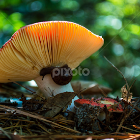 A red capped feast by Christopher Fenning - Nature Up Close Mushrooms & Fungi