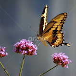 Sittin' on top of the world by Barbara Langfeld -  
