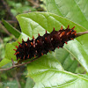 Crimson Rose caterpillar