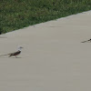 Scissor-tailed Flycatcher (pair)
