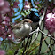 Superb fairy wren