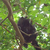 Black howler monkey, mono aullador