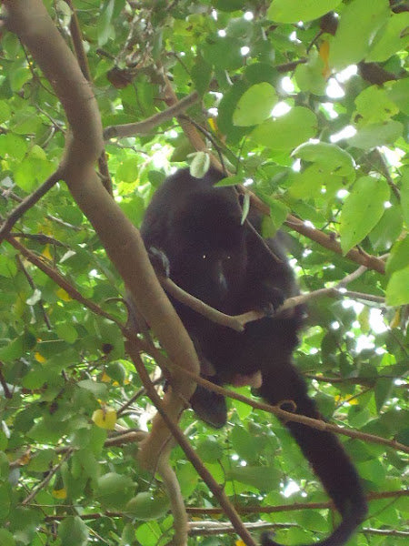 Black howler monkey, mono aullador | Project Noah