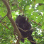 Black howler monkey, mono aullador