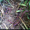 Red Earthworm