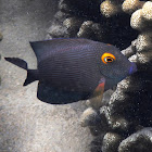 Goldring Surgeonfish