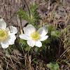 White Pasque-flower