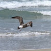 California Gull (First Winter)