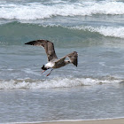 California Gull (First Winter)