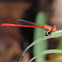 Desert Firetail