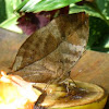 Indian Leafwing