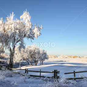 White Wyoming 2 by Stacey Atkinson - Landscapes Prairies, Meadows & Fields