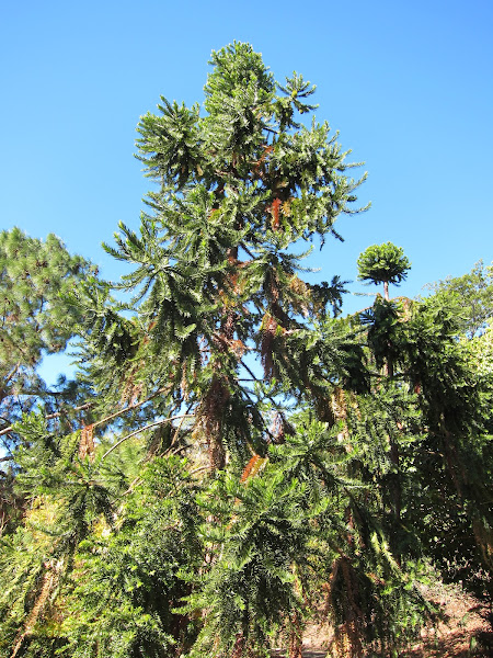 Klinki Pine | Project Noah