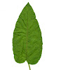 Common Ragweed (Leaf)