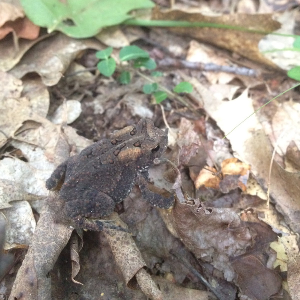 American toad