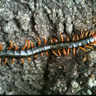 Giant Redheaded Centipede