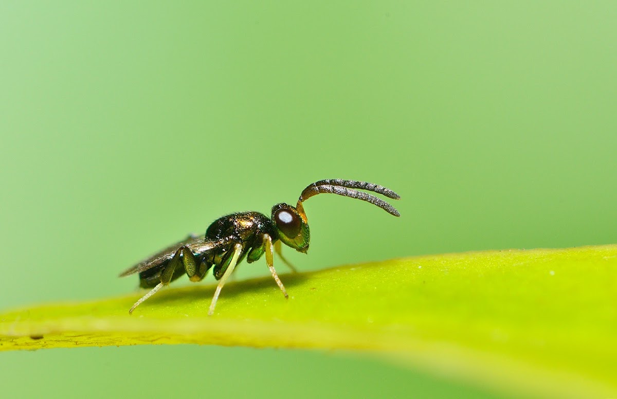 Egg parasitoid wasp