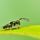 Egg parasitoid wasp