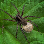 Mediterranian Grass Spider