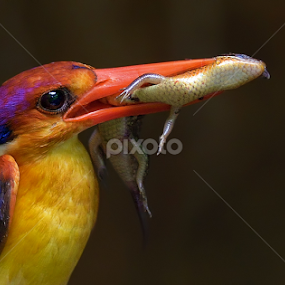 Oriental Dwarf Kingfisher by Raj Dhage - Animals Birds