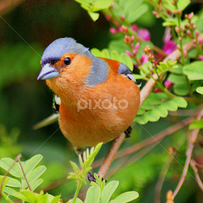 by Tim Bennett - Animals Birds
