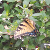 Eastern Tiger Swallowtail    Female