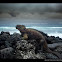Galapagos Marine Iguana / Iguana marina de Galápagos