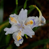 African Iris