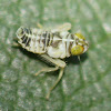 larval leafhopper