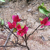 Bougainvillea