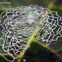 Green weaver spider with Web