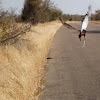 Bateleur