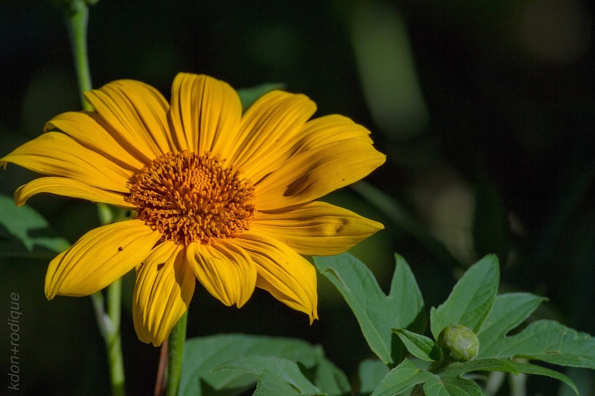 native sunflower