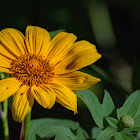 native sunflower
